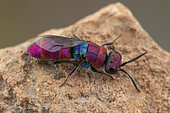 Cuckoo wasp (Chrysis peninsularis) female, Soria, Spain