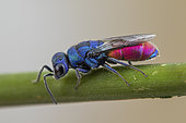 Cuckoo wasp (Chrysis analis), Soria, Espagne