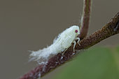 Citrus Flatid Planthopper (Metcalfa pruinosa), larva, Mirabeau, Provence, France