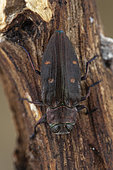 Metallic Wood Borer (Chrysobothris affinis) on wood, Montagne de Lure, France.