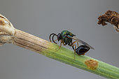 Eucharitid wasp (Stilbula cyniformis) male, Marseille, France