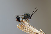 Eucharitid wasp (Stilbula cyniformis) male, Marseille, France