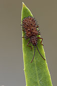 Spiny beetle (Dicladispa (Hispa) testacea), Gruissan, La Clape, France.