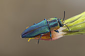 Metalic Wood-boring Beetle (Anthaxia hungarica) female, Saint-Jean-de-Buèges, Hérault, France