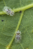 Sycamore Lace Bug (Corythucha ciliata), St Jean de Buèges, Hérault, France