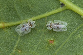 Sycamore Lace Bug (Corythucha ciliata), St Jean de Buèges, Hérault, France