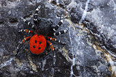 Ladybird spider (Eresus niger) male on rock, Cayolle pass, Alps, France