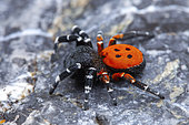 Ladybird spider (Eresus niger) male on rock, Cayolle pass, Alps, France
