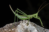 Predatory Bush Cricket (Saga pedo) on black background, Saint-Jean-de-Buèges, Hérault, France.
