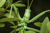Predatory Bush Cricket (Saga pedo) portrait, Saint-Jean-de-Buèges, Hérault, France.