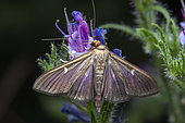 Box Tree Moth (Cydalima perspectalis), dark form, Saint-Jean-de-Buèges, France