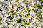 Sweet alyssum (Lobularia maritima) 'Wonderland White'