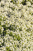 Sweet alyssum (Lobularia maritima) 'Wonderland White'
