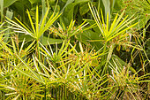 Umbrella Papyrus (Cyperus involucratus) 'Niger'