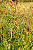Sweet cyperus (Cyperus longus)