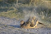 Common Pheasant (Phasianus colchicus), hen taking a dust-bath by the wayside, Dunes of Texel National Park, Texel, West Frisian Islands, Province of North Holland, Netherlands