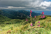 View from the Kastelberg, Vosges, France