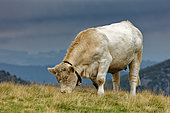 Charolais cow grazing, Vosges, France