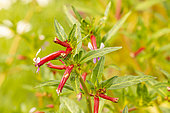Mexican False Heather (Cuphea hyssopifolia) 'Roxy', flowers