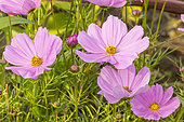 Garden cosmos (Cosmos bipinnatus) 'Sonata Pink Blush', flowers