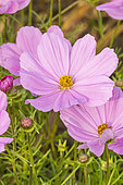 Garden cosmos (Cosmos bipinnatus) 'Sonata Pink Blush', flowers