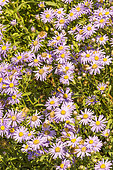 Italian Starwort (Aster amellus) 'Blue King', flowers