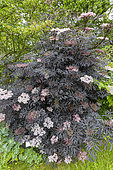 Black Elder (Sambucus nigra) 'Black Lace', in bloom