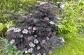 Black Elder (Sambucus nigra) 'Black Lace', in bloom