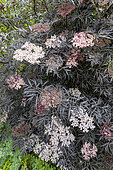 Black Elder (Sambucus nigra) 'Black Lace', in bloom