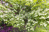 Kousa dogwood (Cornus kousa) 'Milky way', in bloom