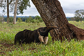 Giant anteater (Myrmecophaga tridactyla), Pantanal, Mato Grosso do Sul, Brazil.
