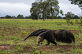 Giant anteater (Myrmecophaga tridactyla), Pantanal, Mato Grosso do Sul, Brazil.