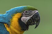 Blue-and-yellow macaw (Ara ararauna), Makaw Sinkhole, Mato Grosso do Sul, Brazil.