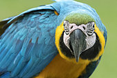 Blue-and-yellow macaw (Ara ararauna), Makaw Sinkhole, Mato Grosso do Sul, Brazil.