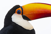 Toco toucan (Ramphastos toco), Pantanal, Mato Grosso do Sul, Brazil.