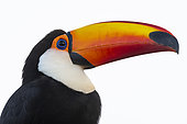 Toco toucan (Ramphastos toco), Pantanal, Mato Grosso do Sul, Brazil.