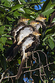 Guira cuckoo (Guira guira), Pantanal, Mato Grosso do Sul, Brazil.