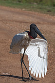 Jabiru stork (Jabiru mycteria) open wing, Pantanal, Mato Grosso do Sul, Brazil.