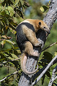 Southern tamandua (Tamandua tetradactyla) on a trunk, Pantanal, Mato Grosso do Sul, Brazil.