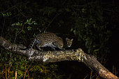 Ocelot (Leopardus pardalis) on a trunk, Pantanal, Mato Grosso do Sul, Brazil.