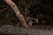 Ocelot (Leopardus pardalis) at night, Pantanal, Mato Grosso do Sul, Brazil.