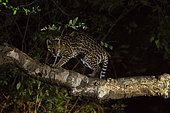 Ocelot (Leopardus pardalis) on a trunk, Pantanal, Mato Grosso do Sul, Brazil.