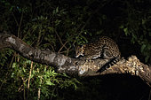 Ocelot (Leopardus pardalis) on a trunk, Pantanal, Mato Grosso do Sul, Brazil.