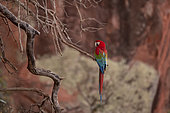Red-and-green macaw (Ara chloropterus) on a branch, Mato Grosso do Sul, Brazil.