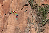 Red-and-green macaw (Ara chloropterus) on cliff, Mato Grosso do Sul, Brazil.