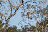 Red-and-green macaw (Ara chloropterus) pair on a branch, Mato Grosso do Sul, Brazil.