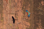 Red-and-green macaw (Ara chloropterus) in flight, Mato Grosso do Sul, Brazil.