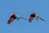 Red-and-green macaw (Ara chloropterus) pair in flight, Mato Grosso do Sul, Brazil.