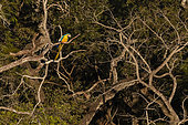 Blue-and-yellow macaw (Ara ararauna) on a branch, Makaw Sinkhole, Mato Grosso do Sul, Brazil.