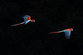 Red-and-green macaw (Ara chloropterus) pair in flight, Mato Grosso do Sul, Brazil.